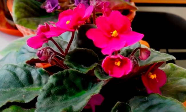 Фиалка: скрин с видео