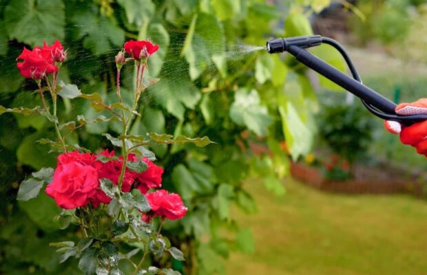 Запишіть цю хитрість і використовуйте влітку: чим потрібно полити троянди, щоб вони цвіли до заморозків
