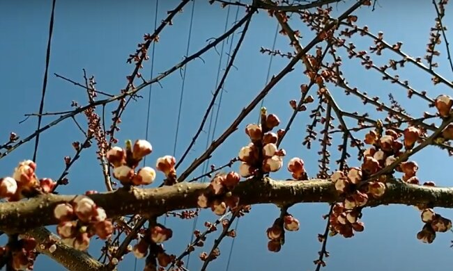 Березень здався: літня спека різко увірветься в Україну. Названі регіони