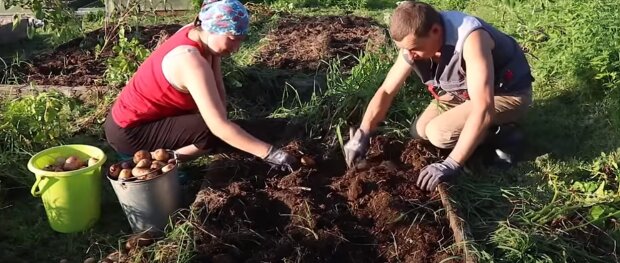Урожай картоплі: скрін з відео
