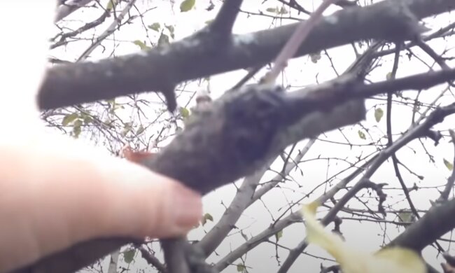 Обрізка дерев: скрін з відео