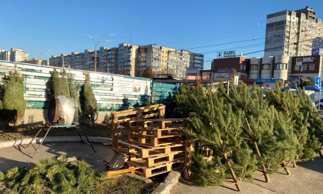 Елки, фото: hyser.com.ua