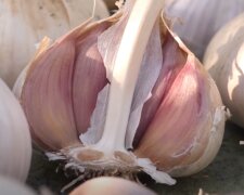 Урожай часнику