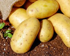 О богатом урожае придется забыть: чем ни в коем случае нельзя подкармливать картошку