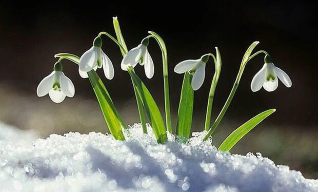 Первые подснежники уже на подходе: украинцам объявили о приходе ранней весны. Названы даты потепления