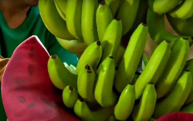 Банани. Фото: скріншот YouTube-відео.