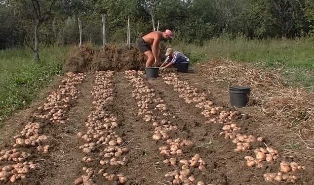 Сбор урожая картошки. Фото: YouTube