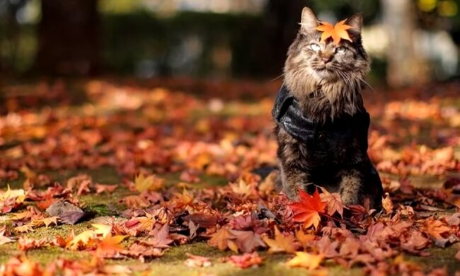 Осінь. Фото: YouTube