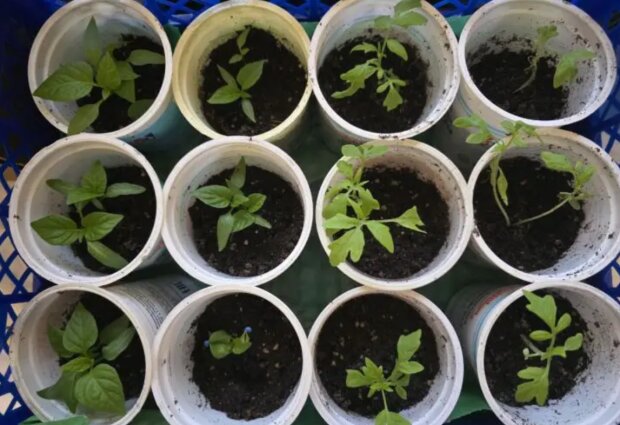 Розсада, зображення з вільних джерел