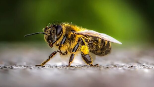 Укус пчелы. Фото: YouTube