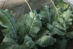 Урожай цвітної капусти