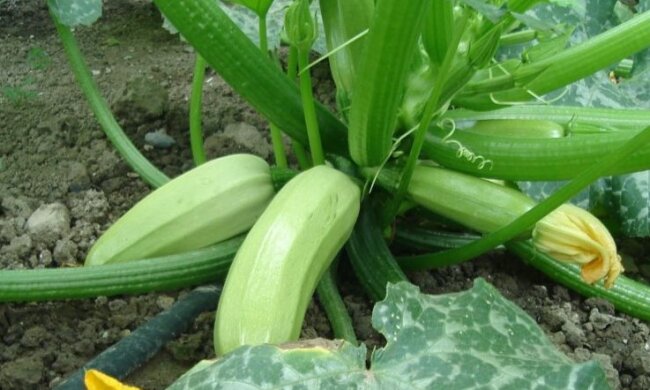 Кабачки на городі, фото: youtube.com