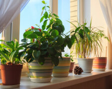 Комнатные растения, фото: youtube.com
