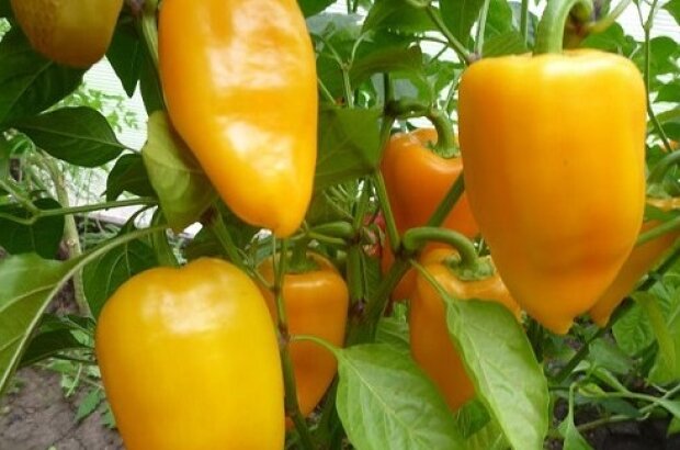 Выращивание перцев, фото: youtube.com