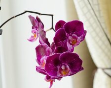 Орхідея, кадр з відео