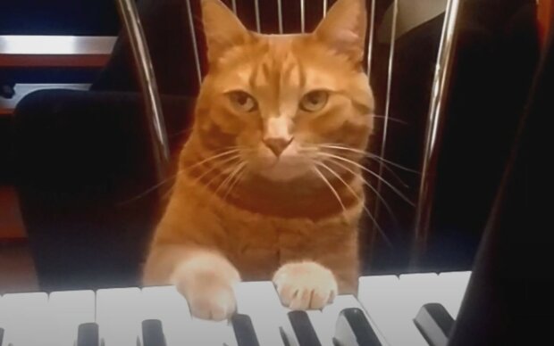 Кот сыграл на пианино. Фото: скриншот YouTube-видео
