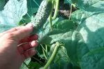 Правила вирощування хрустких огірків