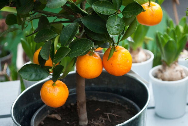 Ви здивуєтеся результату: як виростити домашні мандарини, посадивши їх кісточки