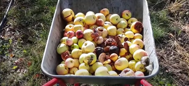 Опалі яблука: скрін з відео