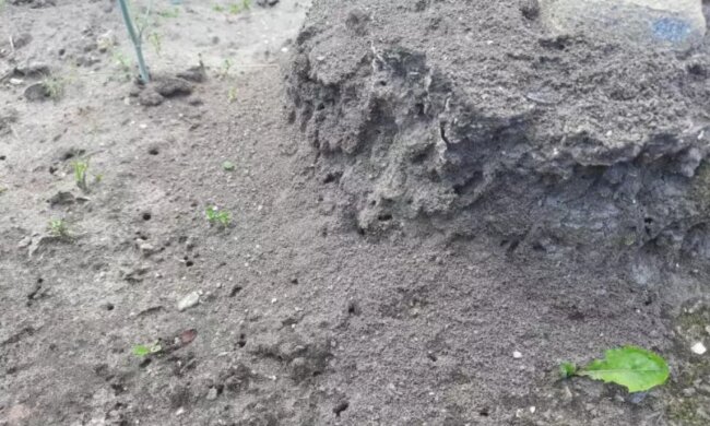 Мурахи на городі, зображення з вільних джерел