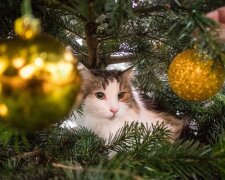 Хитрощі, про які ви й не здогадувалися: як захистити новорічну ялинку від кішки