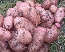 Картошка: скрин с видео