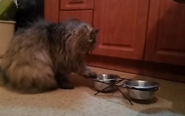 Кіт і порожня миска. Фото: скріншот YouTube-відео.