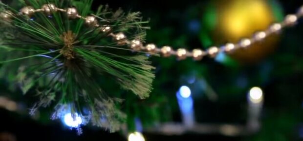 Сколько будет стоить новогодняя елка: украинцам назвали цены