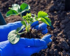 Полуниця, зображення з вільних джерел