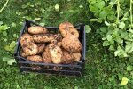 Урожай картоплі, фото: youtube.com