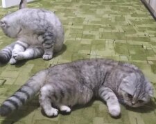 Кошачья гармония. Сеть умилил кот, который делает массаж своей кошке