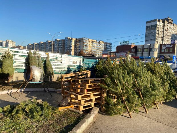 Елки, фото: hyser.com.ua