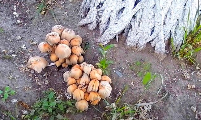 Это очень важный знак: что значит, если на вашем огороде или на даче начали расти грибы