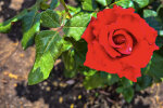 Подходящих компаньонов для роз немного, фото: youtube.com