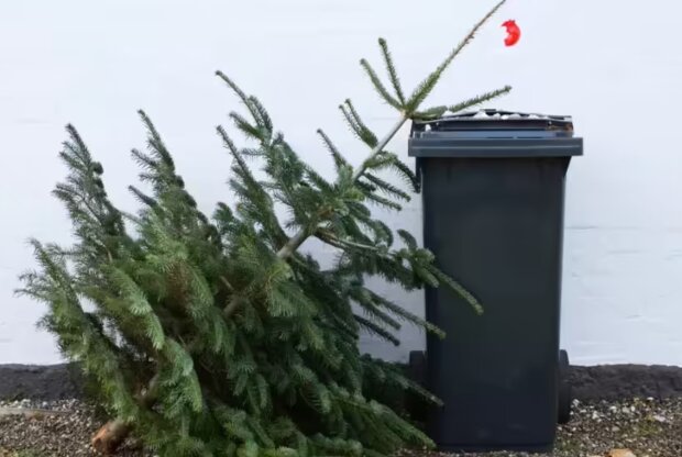 Ялинка, зображення з вільних джерел