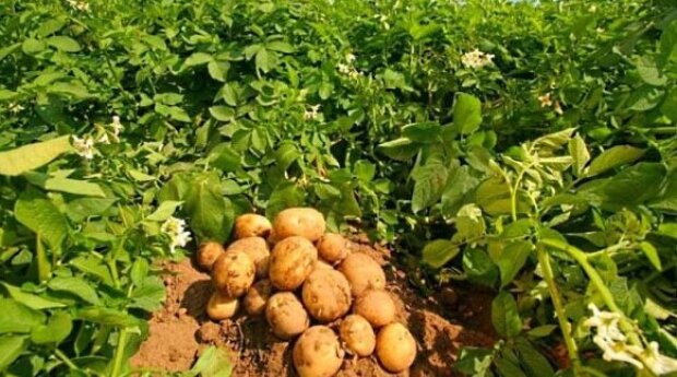 Выращивание картофеля, фото: youtube.com