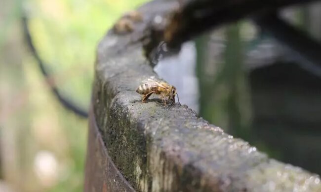 Чорна бочка на городі, кадр з відео