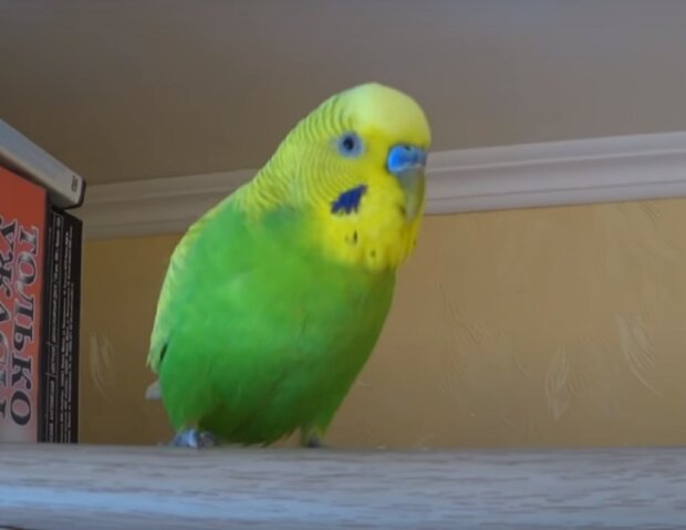 Папуга. Фото: YouTube, скрін