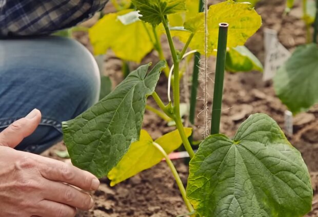 Листя огірків жовтіє та сохне: три прості поради, які врятують урожай