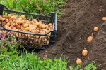 Главное - выждать время: когда на самом деле нужно сажать картошку, чтобы она выросла крупной и крахмалистой
