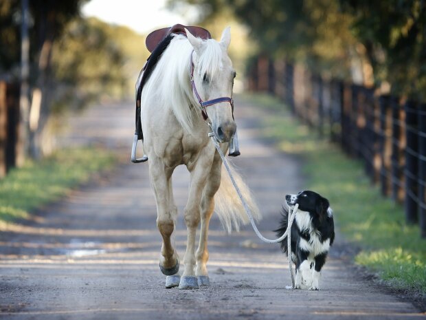 Собака и конь, фото: скриншот