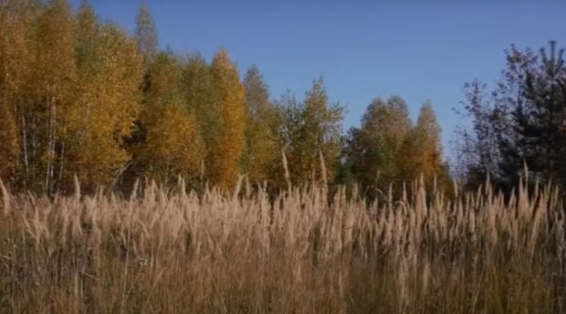Теплая осень: скрин с видео
