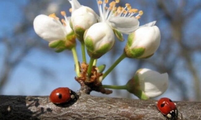 Погода на Пасху, фото: youtube.com