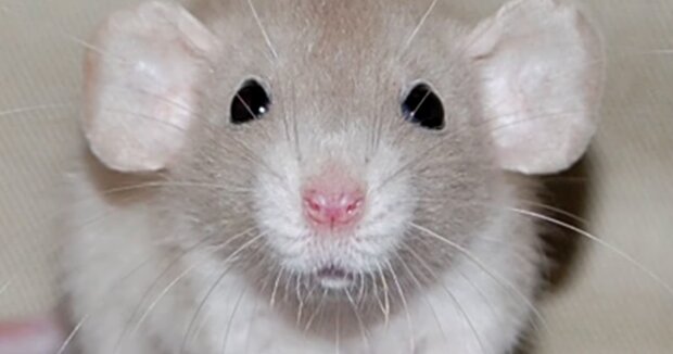 Пацюк. Фото: YouTube