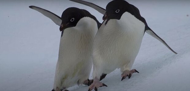 "Зустрілися два кума": українські полярники засняли кумедну "сутичку" пінгвінів