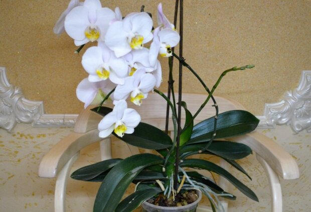 Как "разбудить" орхидею, если она перестала цвести. Простые хитрости
