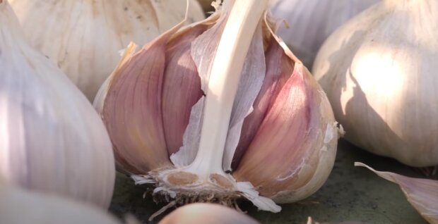 Урожай часнику