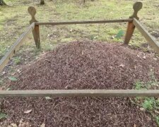 Компост, кадр из видео