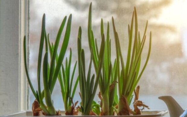 Зелена цибуля на підвіконні, зображення з вільних джерел