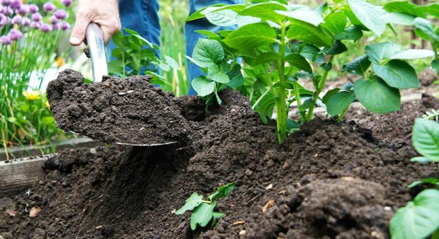 Картошка будет расти мелкой: как обычная тяпка гробит весь ваш урожай. Все повторяют эту ошибку